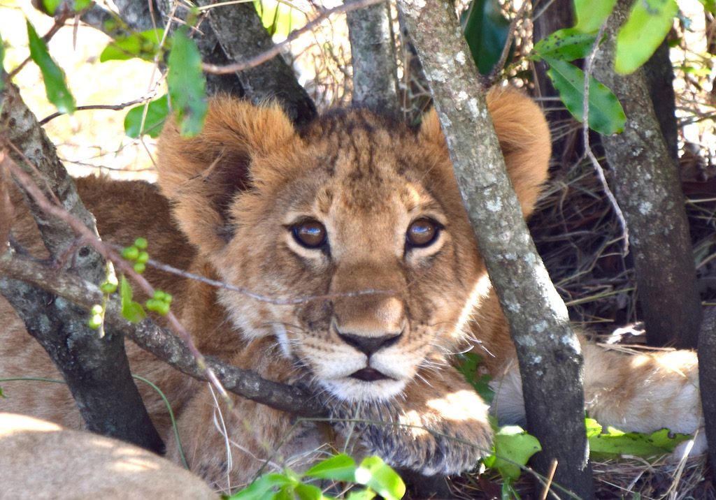 Tipps & Infos:Urlaubsküche aus der Mikrowelle - 14 Tipps für das Kochen mit der Mikrowelle: Löwenkind in Kenia