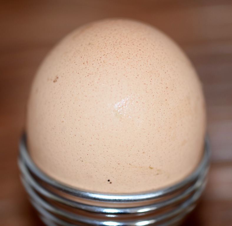 Tipps & Infos: Urlaubsküche aus der Mikrowelle - 14 Tipps für das Kochen mit der Mikrowelle - Ei