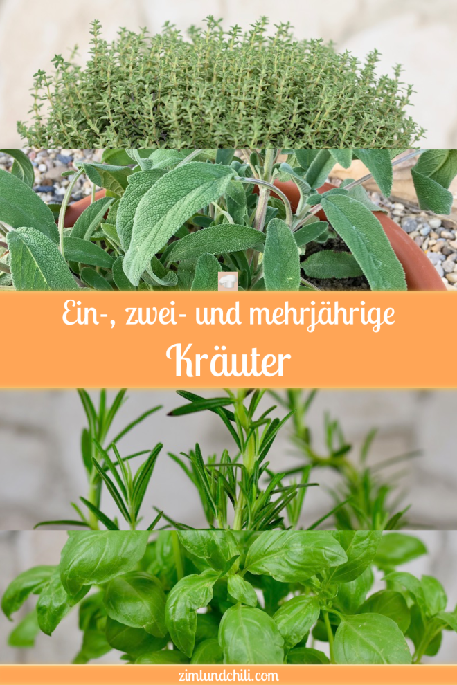 einjährige, zweijährige und mehrjährige Kräuter - einjährige Kräuter - zweijährige Kräuter - mehrjährige Kräuter - ein Überblick - Liste - Küchenkräuter - Kräuter - Kräutergarten - Garten