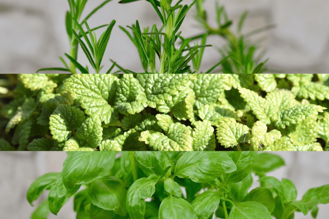 einjährige, zweijährige und mehrjährige Kräuter - einjährige Kräuter - zweijährige Kräuter - mehrjährige Kräuter - ein Überblick - Liste - Küchenkräuter - Kräuter - Kräutergarten - Garten