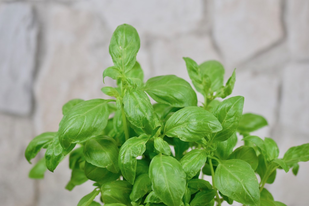 einen eigenen Kräutergarten anlegen - Kräutergarten - anlegen - Balkon - Fensterbank - Küche - Frühling - Terrasse - DIY Indoor-Kräutergarten - säen - pflegen - gießen - düngen - ernten - Kräuter