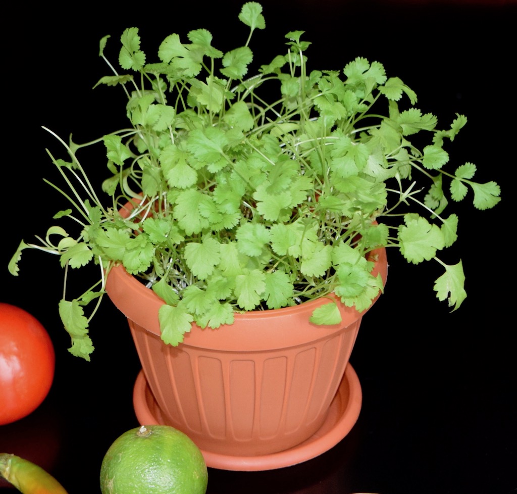 die 15 beliebtesten Küchenkräuter - Küchenkräuter - Fensterbank - Topf - pflanzen - säen - gießen - düngen - anlegen - Kräutergarten - Balkon - Terrasse - Kräuter - Küche - Verwendung - haltbar machen - ernten