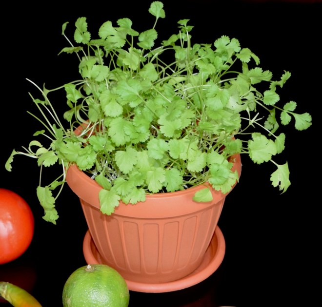 die 15 beliebtesten Küchenkräuter - Küchenkräuter - Fensterbank - Topf - pflanzen - säen - gießen - düngen - anlegen - Kräutergarten - Balkon - Terrasse - Kräuter - Küche - Verwendung - haltbar machen - ernten