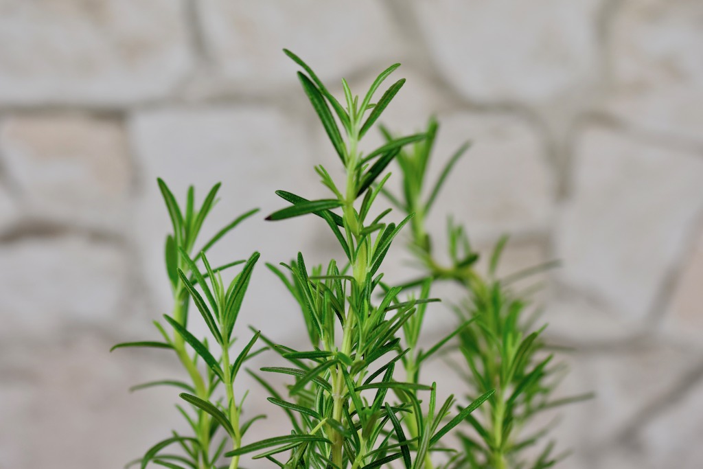 die 15 beliebtesten Küchenkräuter - Küchenkräuter - Fensterbank - Topf - pflanzen - säen - gießen - düngen - anlegen - Kräutergarten - Balkon - Terrasse - Kräuter - Küche - Verwendung - haltbar machen - ernten