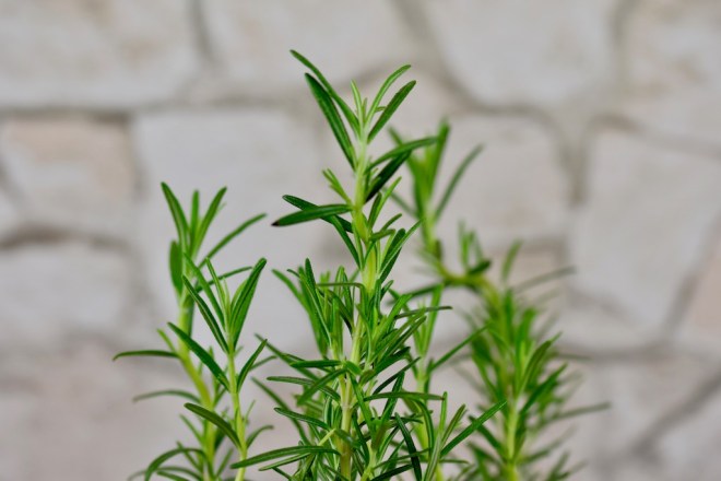 die 15 beliebtesten Küchenkräuter - Küchenkräuter - Fensterbank - Topf - pflanzen - säen - gießen - düngen - anlegen - Kräutergarten - Balkon - Terrasse - Kräuter - Küche - Verwendung - haltbar machen - ernten