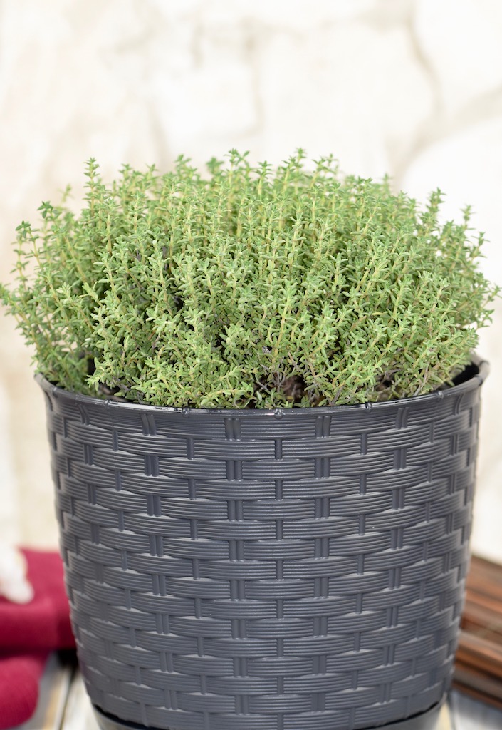 einjährige, zweijährige und mehrjährige Kräuter - einjährige Kräuter - zweijährige Kräuter - mehrjährige Kräuter - ein Überblick - Liste - Küchenkräuter - Kräuter - Kräutergarten - Garten