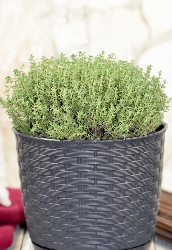 einjährige, zweijährige und mehrjährige Kräuter - einjährige Kräuter - zweijährige Kräuter - mehrjährige Kräuter - ein Überblick - Liste - Küchenkräuter - Kräuter - Kräutergarten - Garten