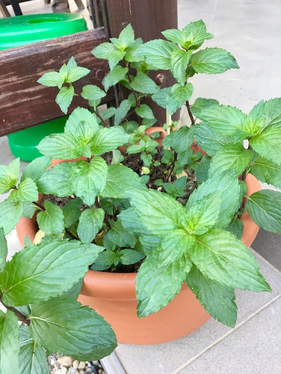 die 15 beliebtesten Küchenkräuter - Küchenkräuter - Fensterbank - Topf - pflanzen - säen - gießen - düngen - anlegen - Kräutergarten - Balkon - Terrasse - Kräuter - Küche - Verwendung - haltbar machen - ernten