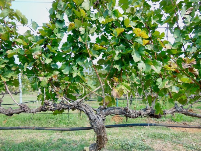 essen und trinken in Georgie - Wein und Käse - georgischer Wein - georgischer Käse - Saperavi - Qvevri - georgische Spezialitäten - Info - Georgien kulinarisch - Sulguni - Khachapuri - Käse - Wein - Käsesorten