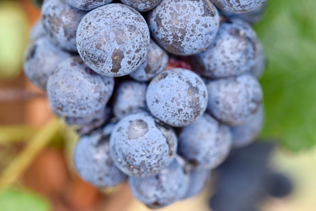 essen und trinken in Georgie - Wein und Käse - georgischer Wein - georgischer Käse - Saperavi - Qvevri - georgische Spezialitäten - Info - Georgien kulinarisch - Sulguni - Khachapuri - Käse - Wein - Käsesorten