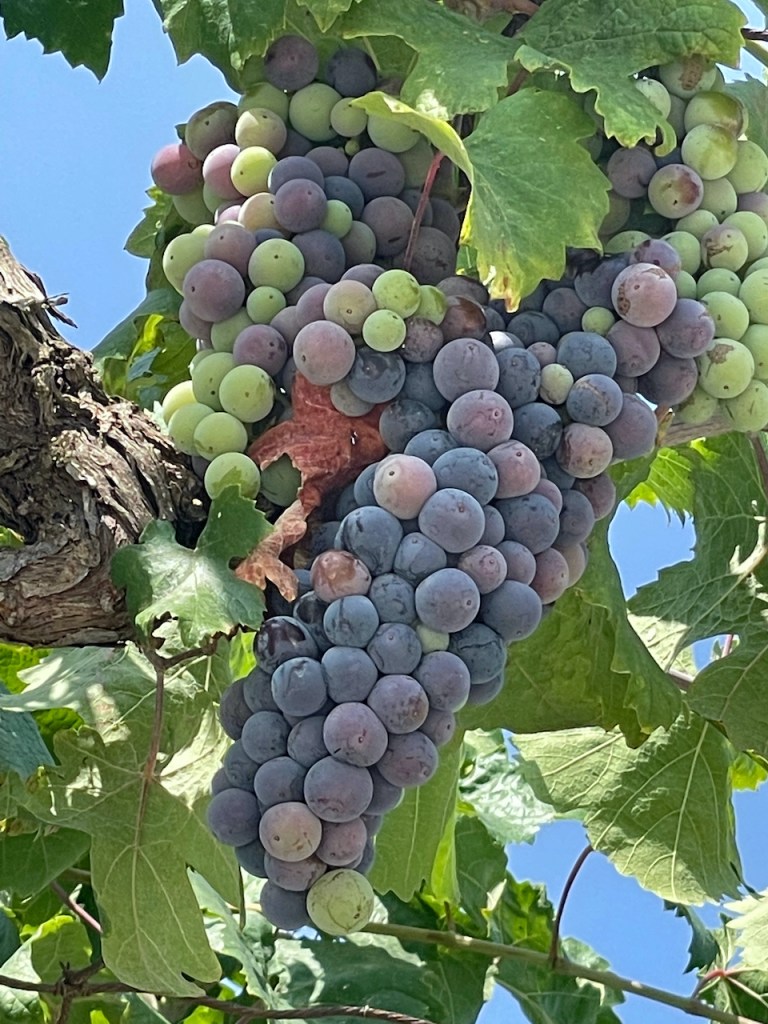 Weintrauben an der Rebe