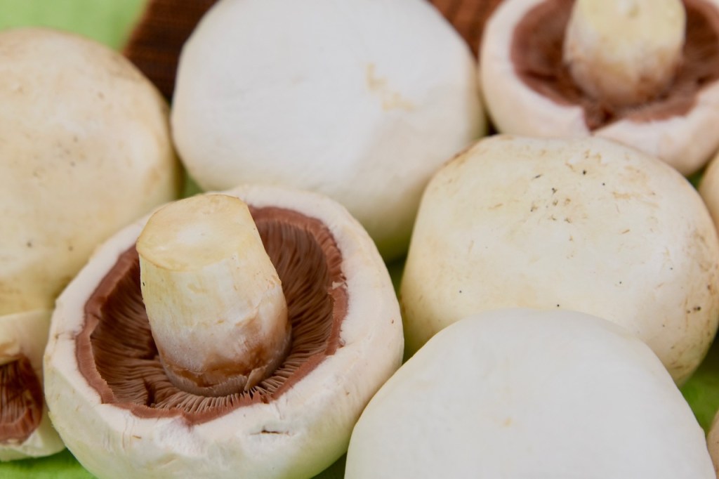 weiße Champignons