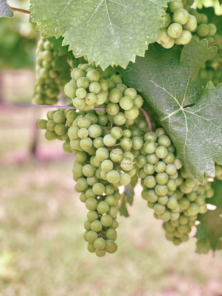 Weintrauben am Weinstock