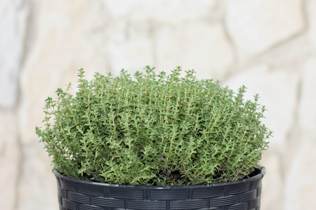 Thymian im Topf. Hintergrund hell.