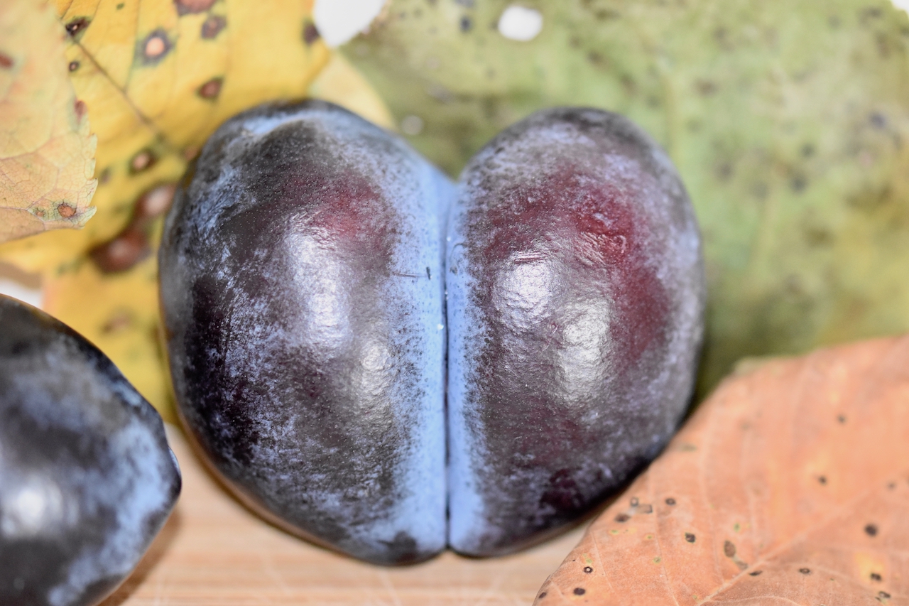 Pflaume in Herzform. Im Hintergrund sind verfärbte Blätter zu sehen.