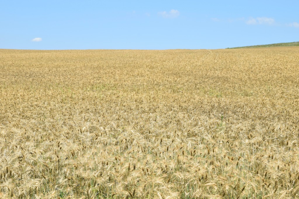 Getreidefeld