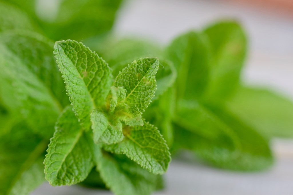 frische Minze - Nahaufnahme.